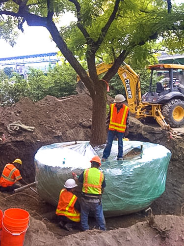 Tree Transplanting